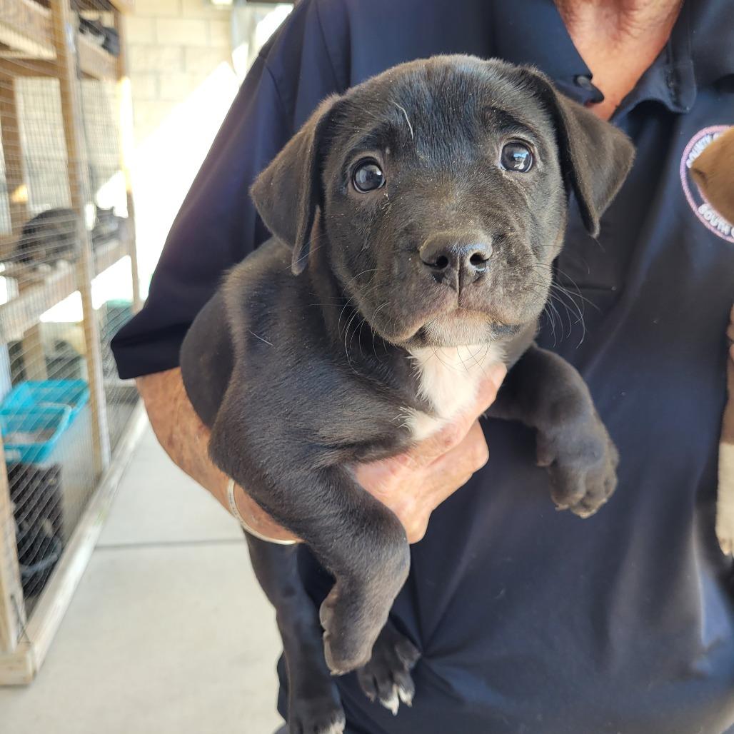 Enlarge Gert, an adopted Mixed Breed in Orangeburg, SC image 1/1