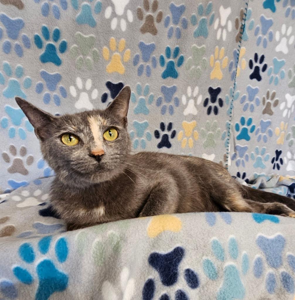 Enlarge Alice, a Adoptable mixed breed in Wabash, IN image 1/2