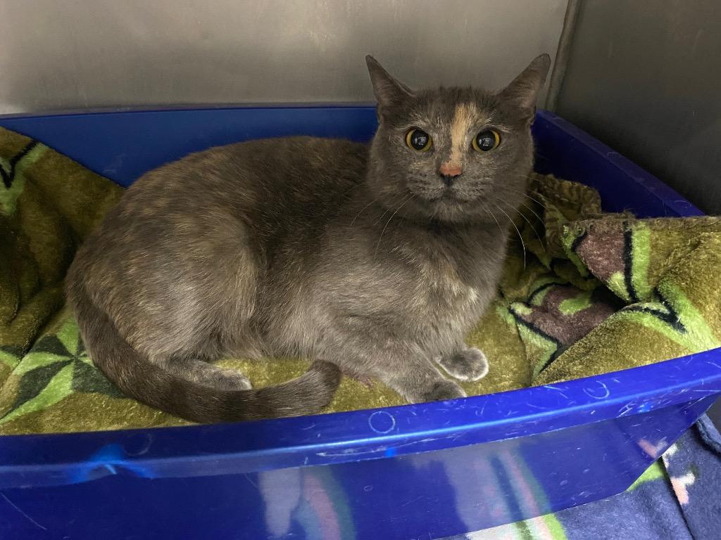 Enlarge Alice, a Adoptable mixed breed in Wabash, IN image 2/2