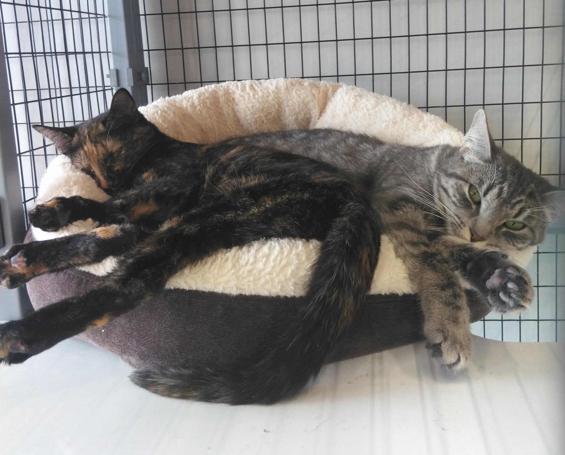 Laci Mae, a ADOPTABLE Domestic Short Hair in Terrell, TX image 3/3