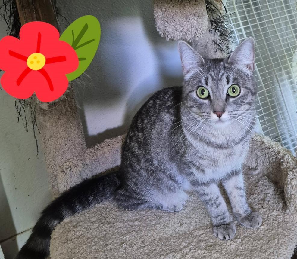 Laci Mae, ADOPTABLE, Young Female Domestic Short Hair.