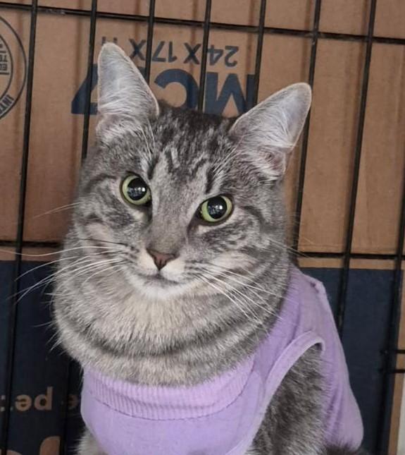 Enlarge Laci Mae, a ADOPTABLE Domestic Short Hair in Terrell, TX image 2/2