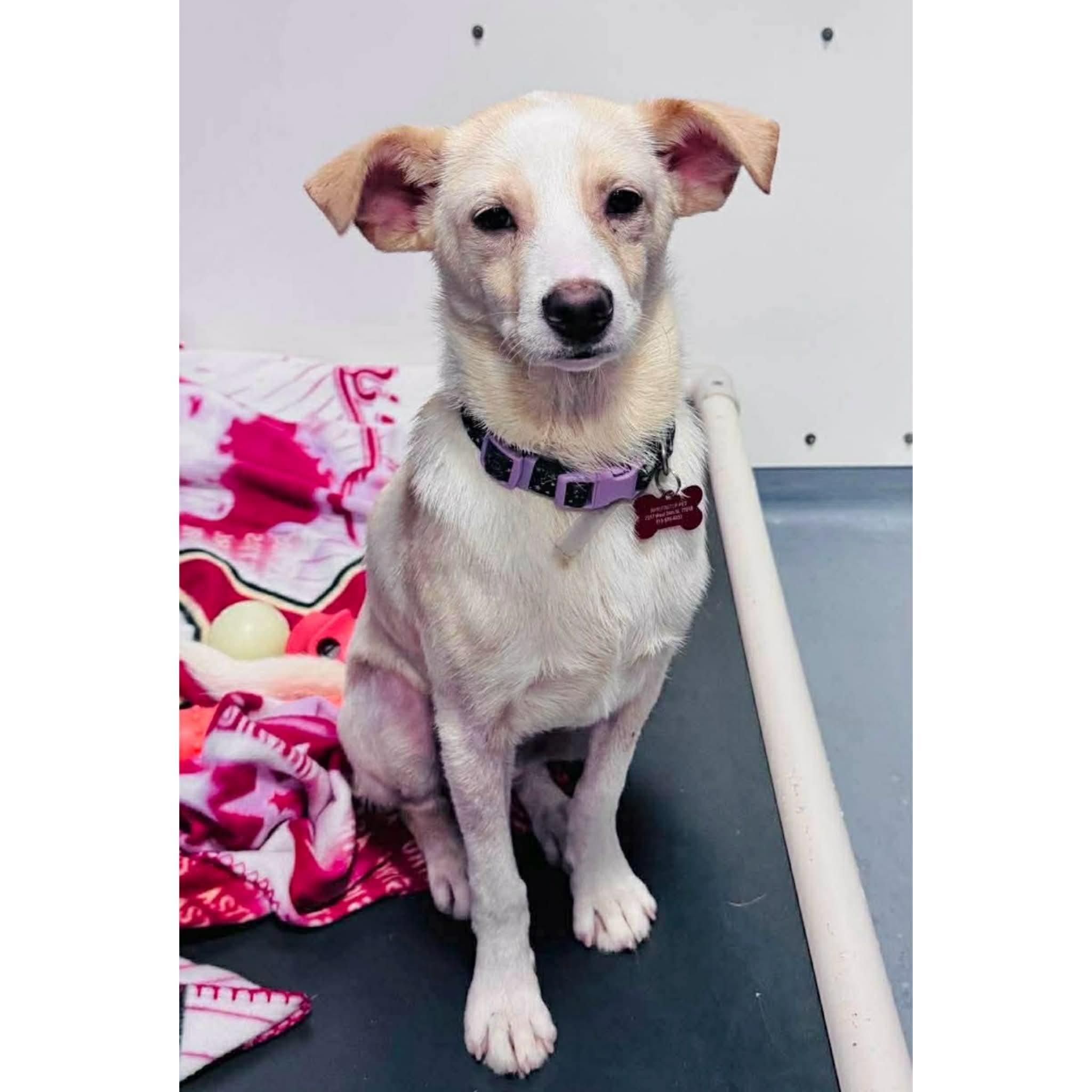 Luca, an adopted mixed breed in Boulder, CO image 2/6