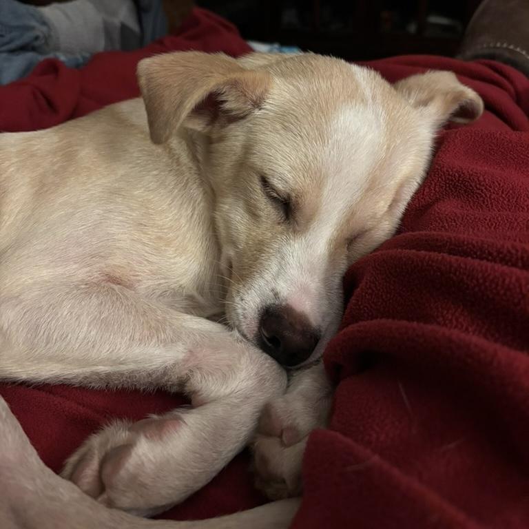 Luca, an adopted mixed breed in Boulder, CO image 4/6