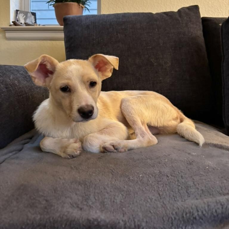 Luca, an adopted mixed breed in Boulder, CO image 5/6