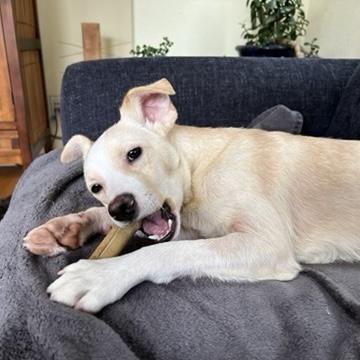 Luca, an adopted mixed breed in Boulder, CO image 6/6
