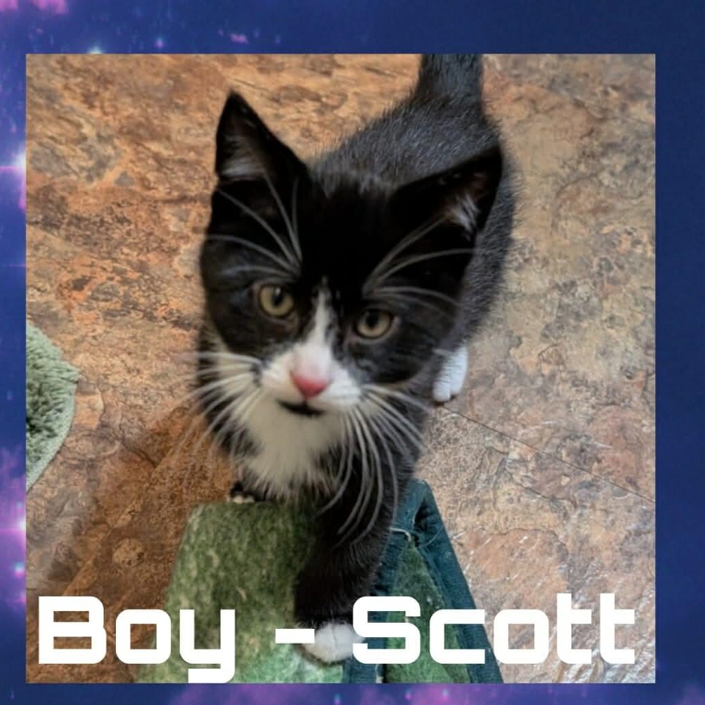 Scott, Adoptable, Kitten Male Tuxedo & Domestic Short Hair.