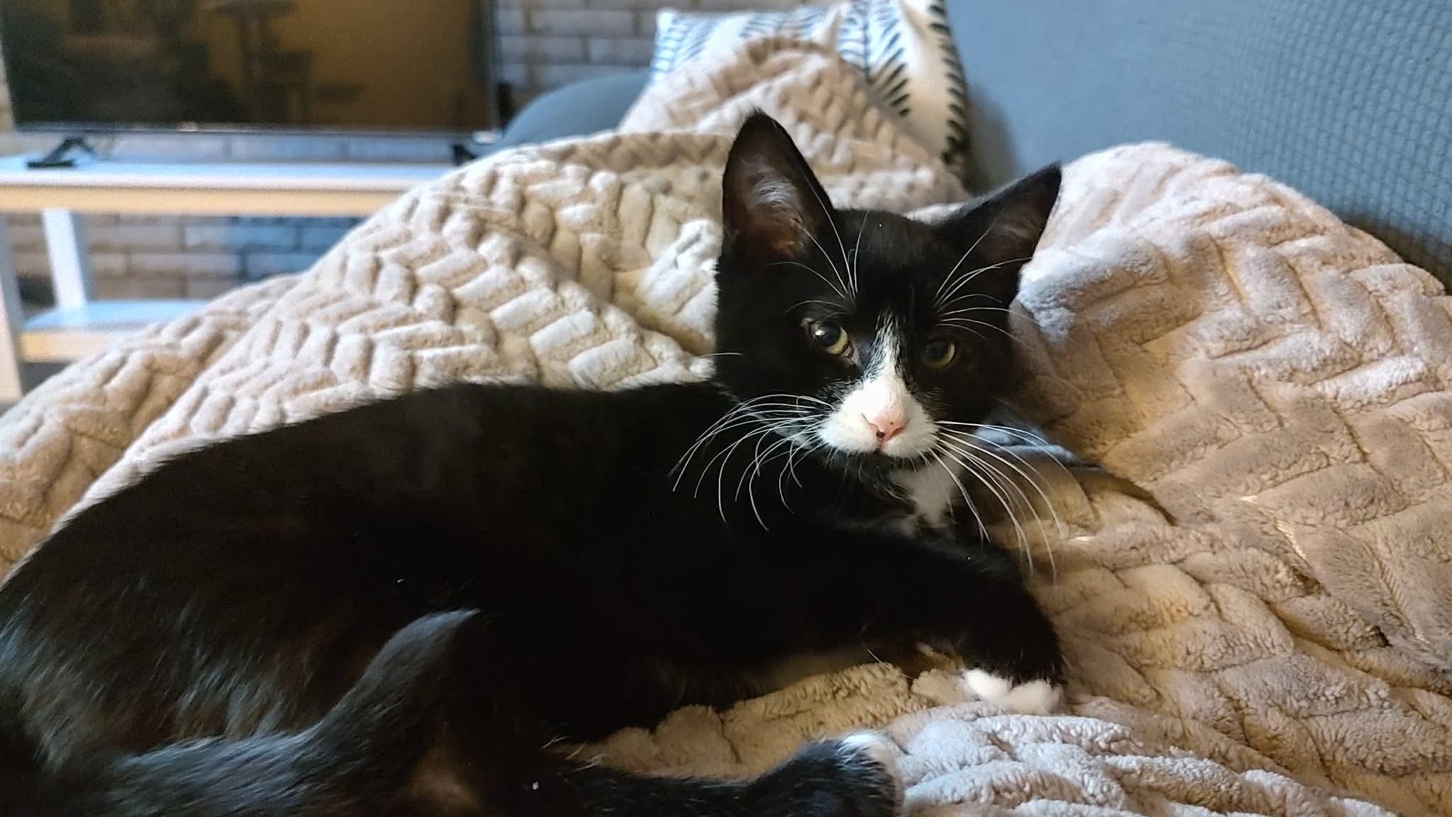 Enlarge Scott, a Adoptable mixed breed in Hartland, MI image 2/5