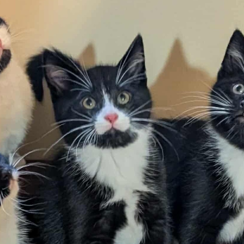 Enlarge Scott, a Adoptable mixed breed in Hartland, MI image 3/5