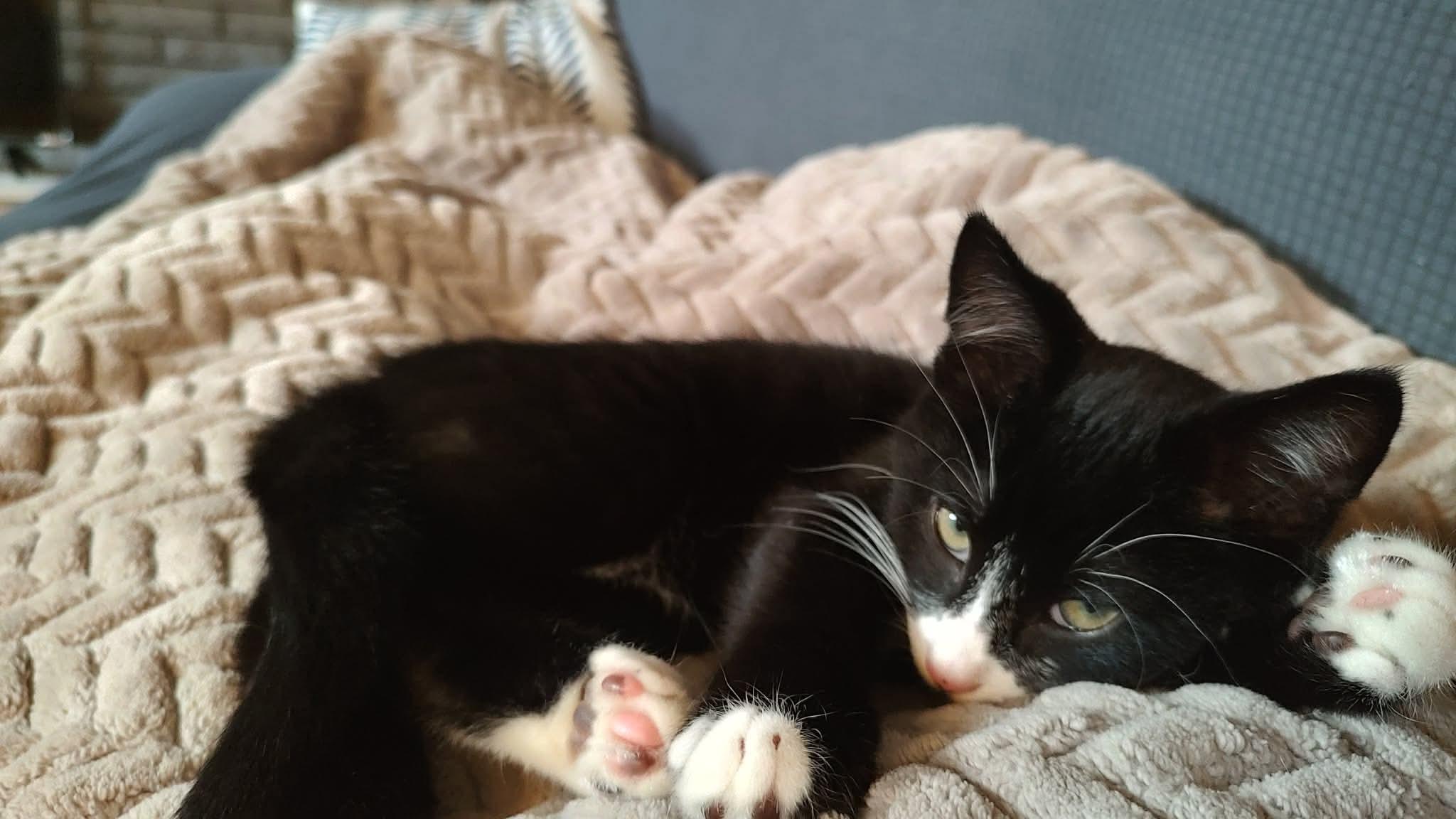 Enlarge Scott, a Adoptable mixed breed in Hartland, MI image 4/5