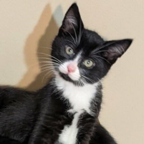 Enlarge Scott, a Adoptable mixed breed in Hartland, MI image 5/5