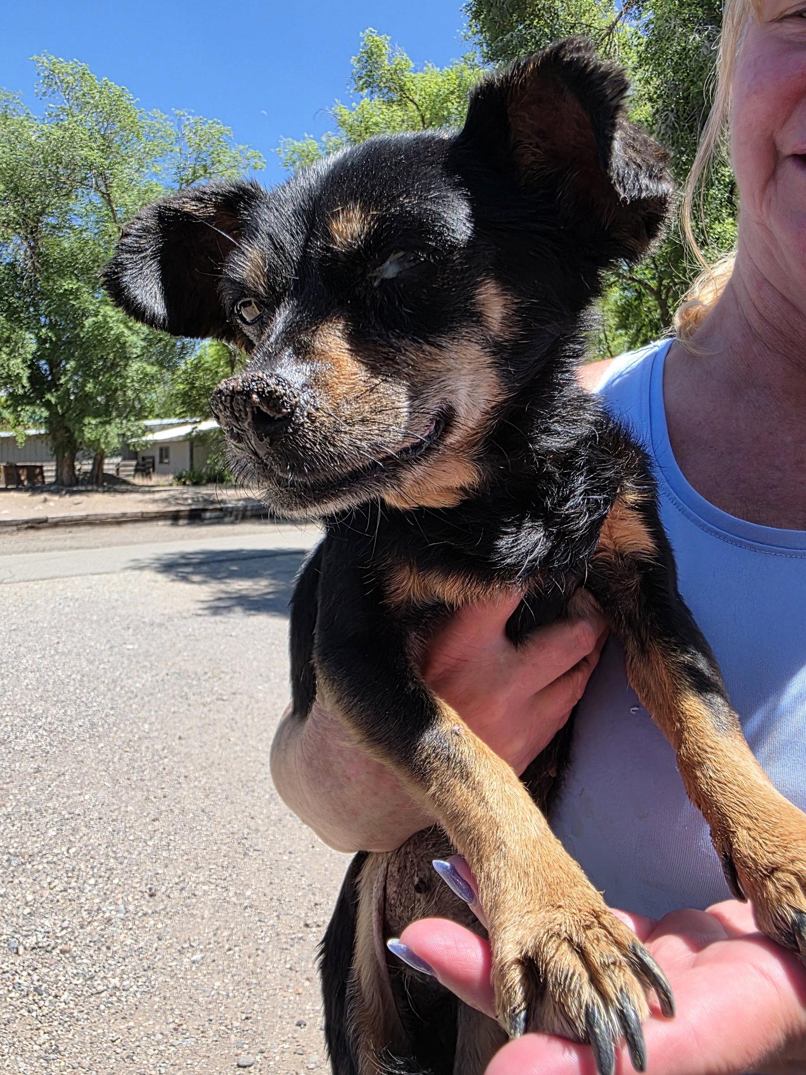 Pearl, a Adopted mixed breed in Monte Vista, CO image 1/2
