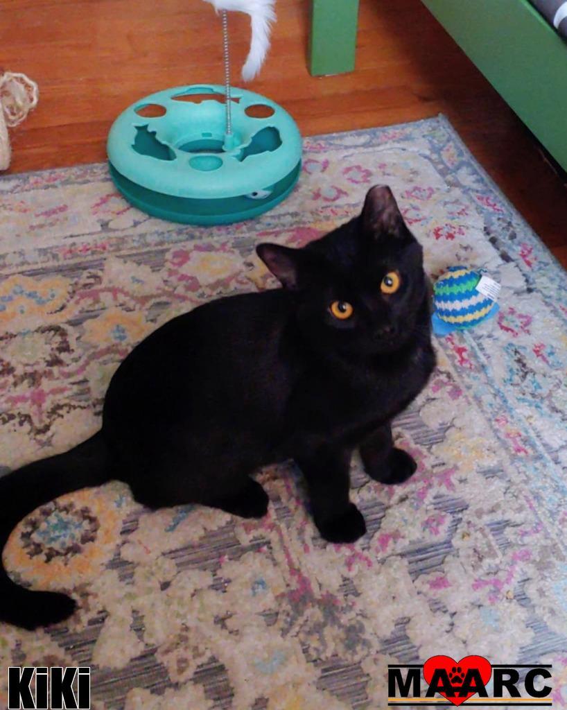 KiKi, Adoptable, Young Female Domestic Short Hair.