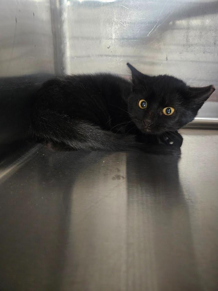 Enlarge KiKi, a Adoptable mixed breed in Maryville, TN image 1/4