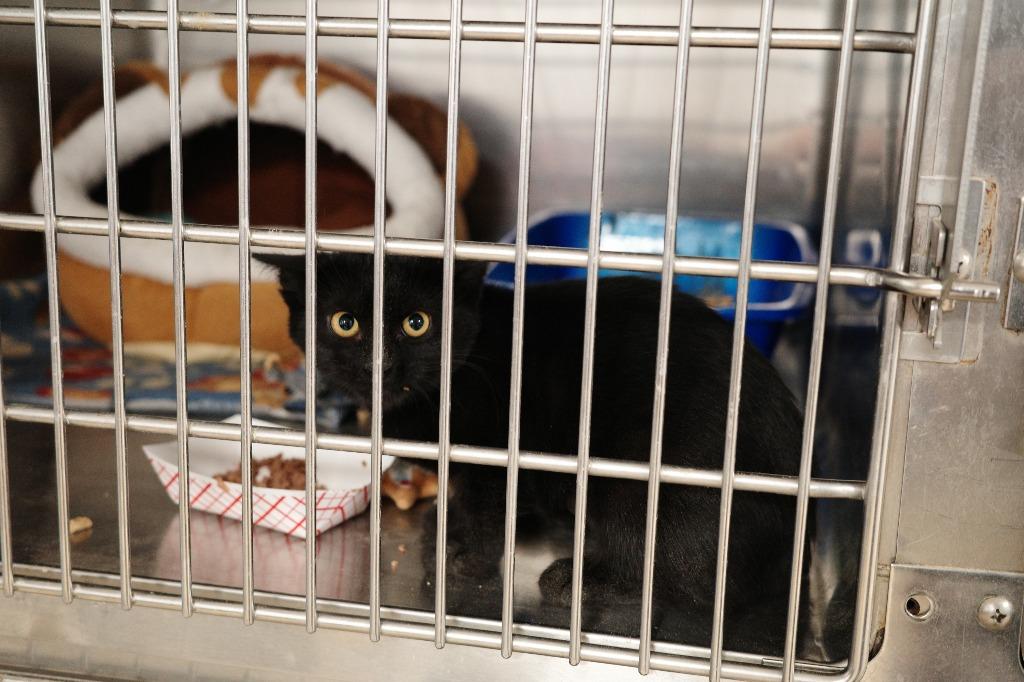 Enlarge KiKi, a Adoptable mixed breed in Maryville, TN image 2/4