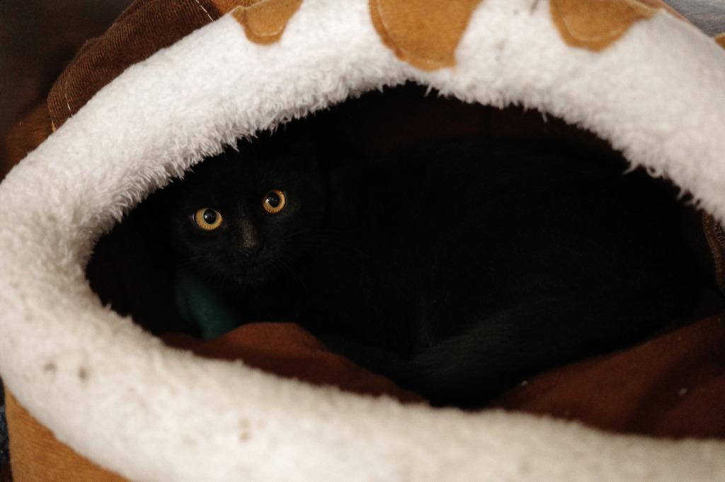 Enlarge KiKi, a Adoptable mixed breed in Maryville, TN image 3/4