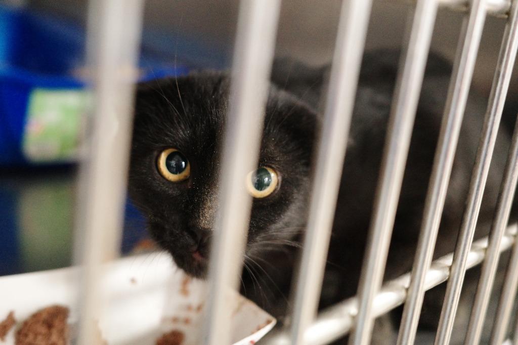 Enlarge KiKi, a Adoptable mixed breed in Maryville, TN image 4/4