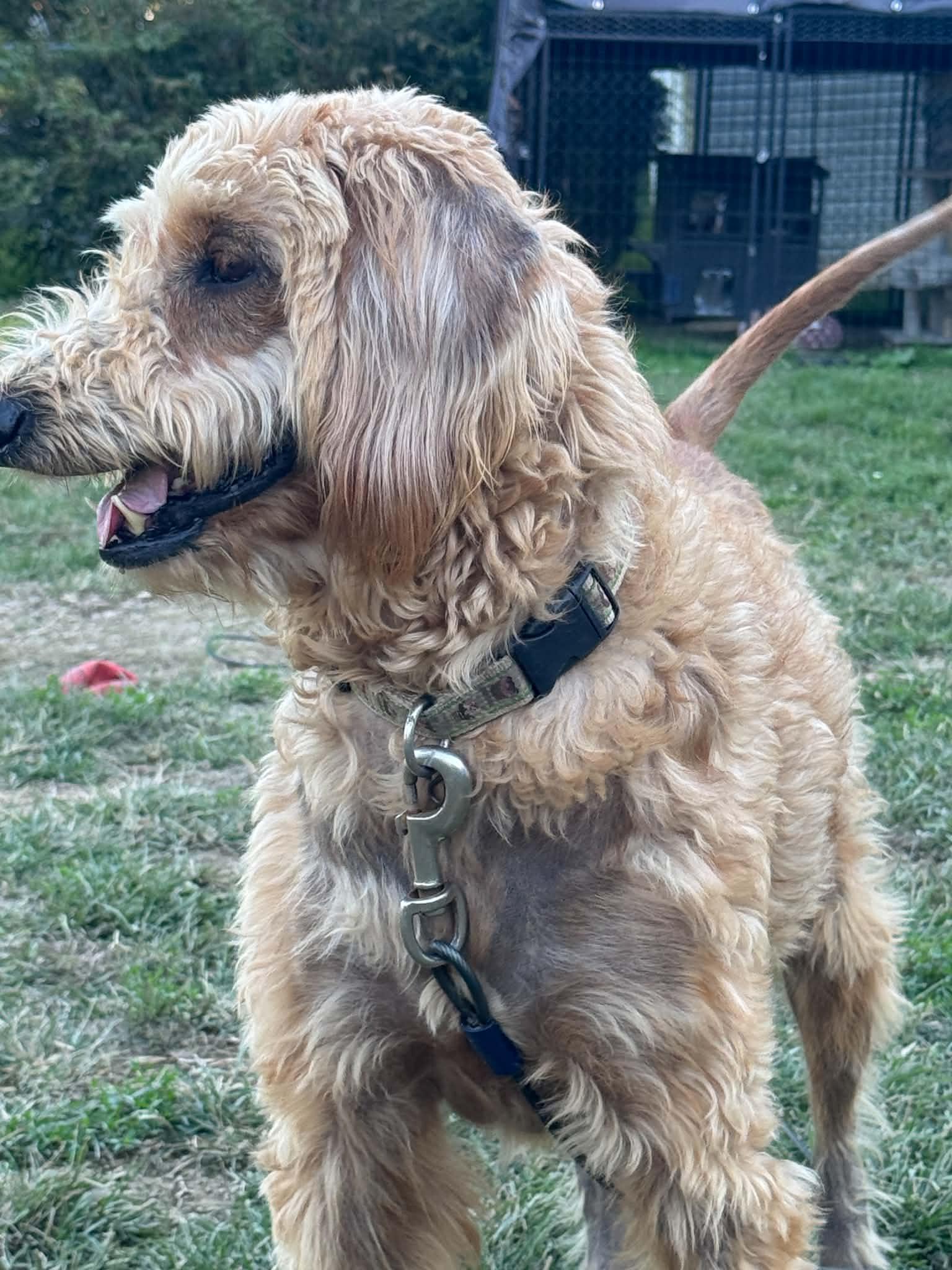 Claire, Adoptable, Adult Female Standard Poodle.