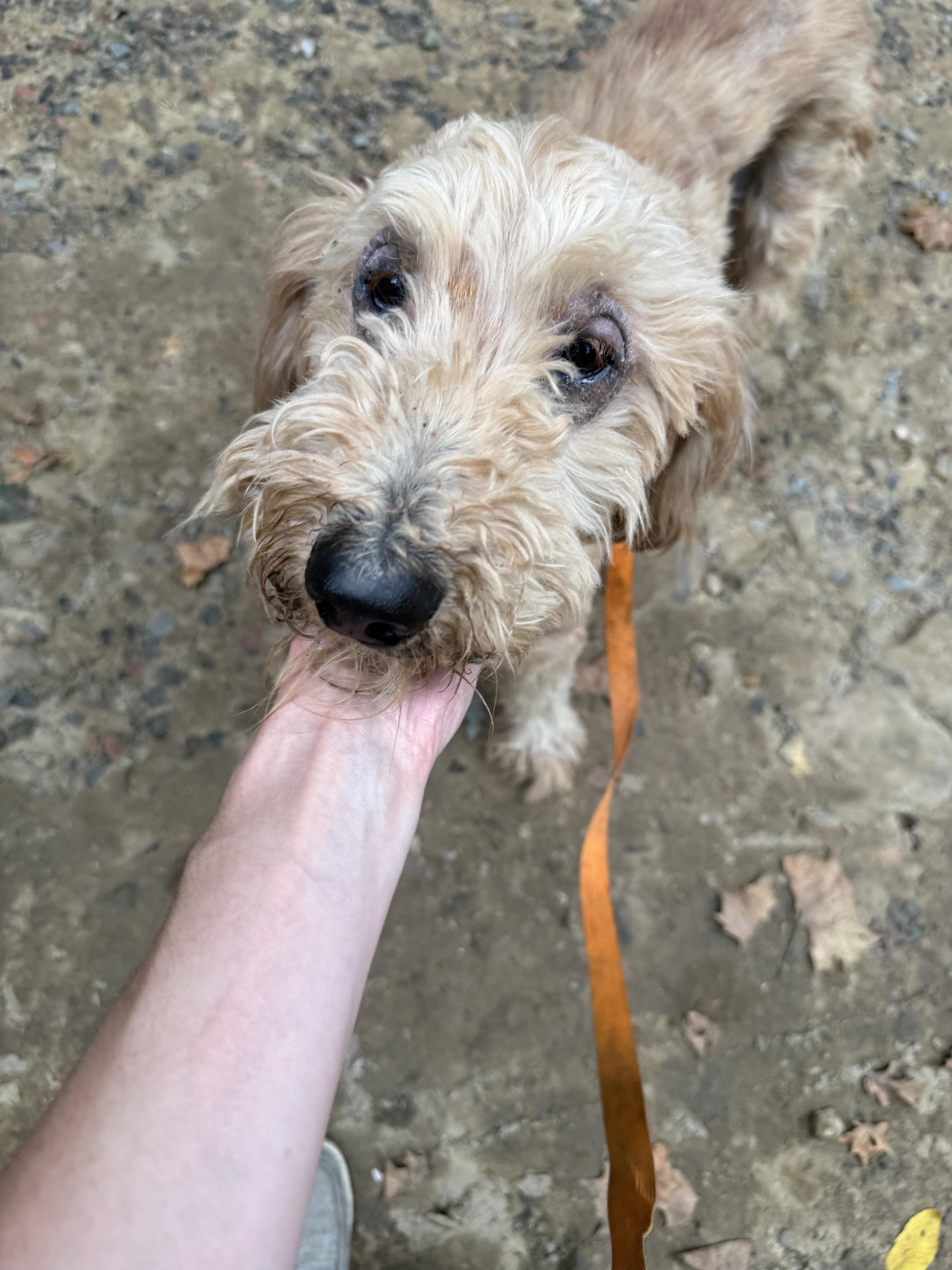 Enlarge Claire, a Adoptable mixed breed in Fayetteville, WV image 2/6