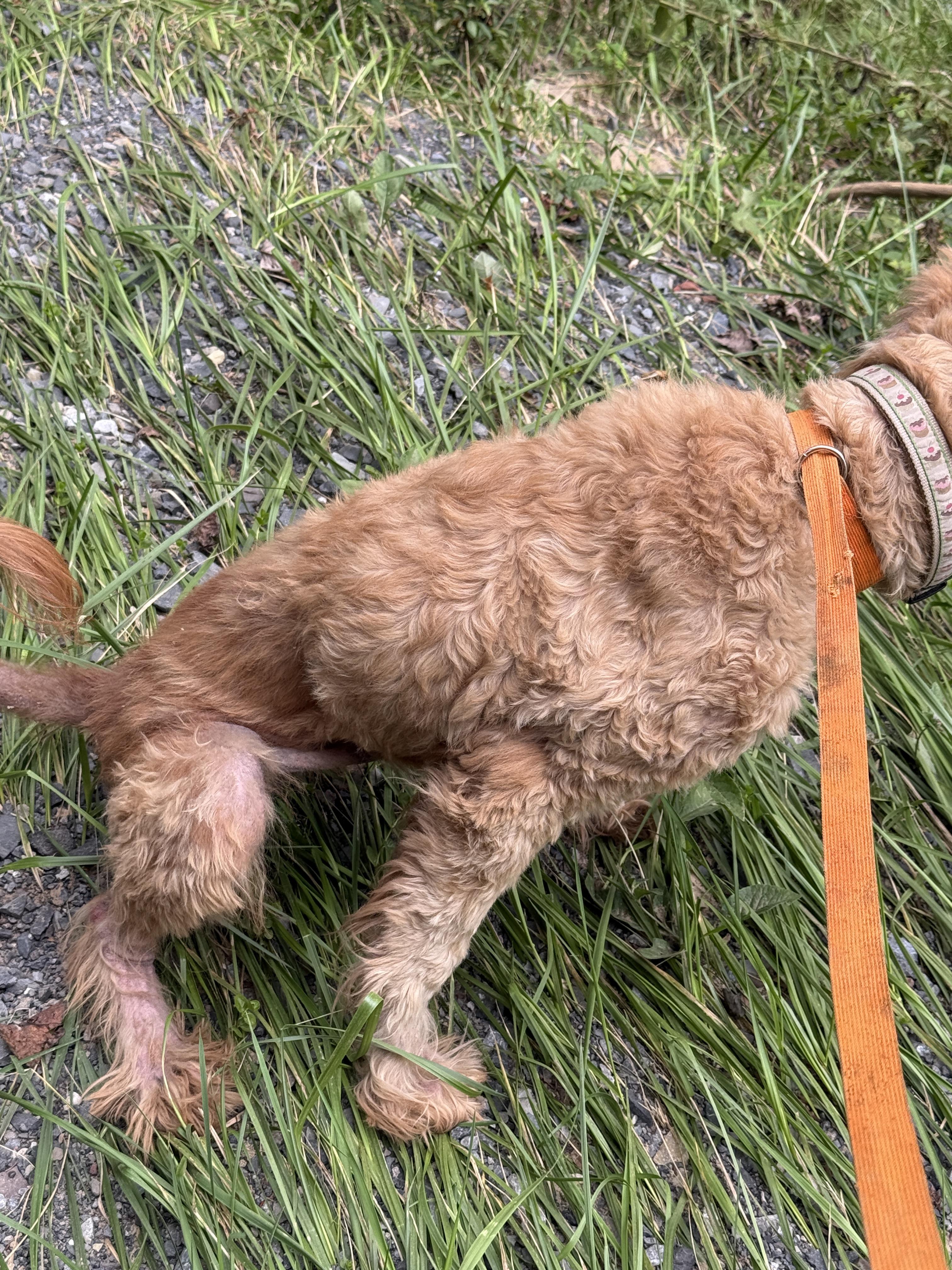 Enlarge Claire, a Adoptable mixed breed in Fayetteville, WV image 5/6