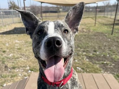 Enlarge Ridge, a ADOPTABLE Mixed Breed in Georgetown, TX image 1/1