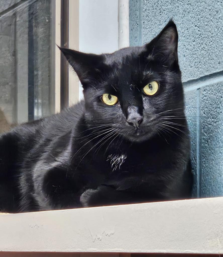 Luna (Maple Swamp), Adoptable, Young Female Domestic Short Hair.