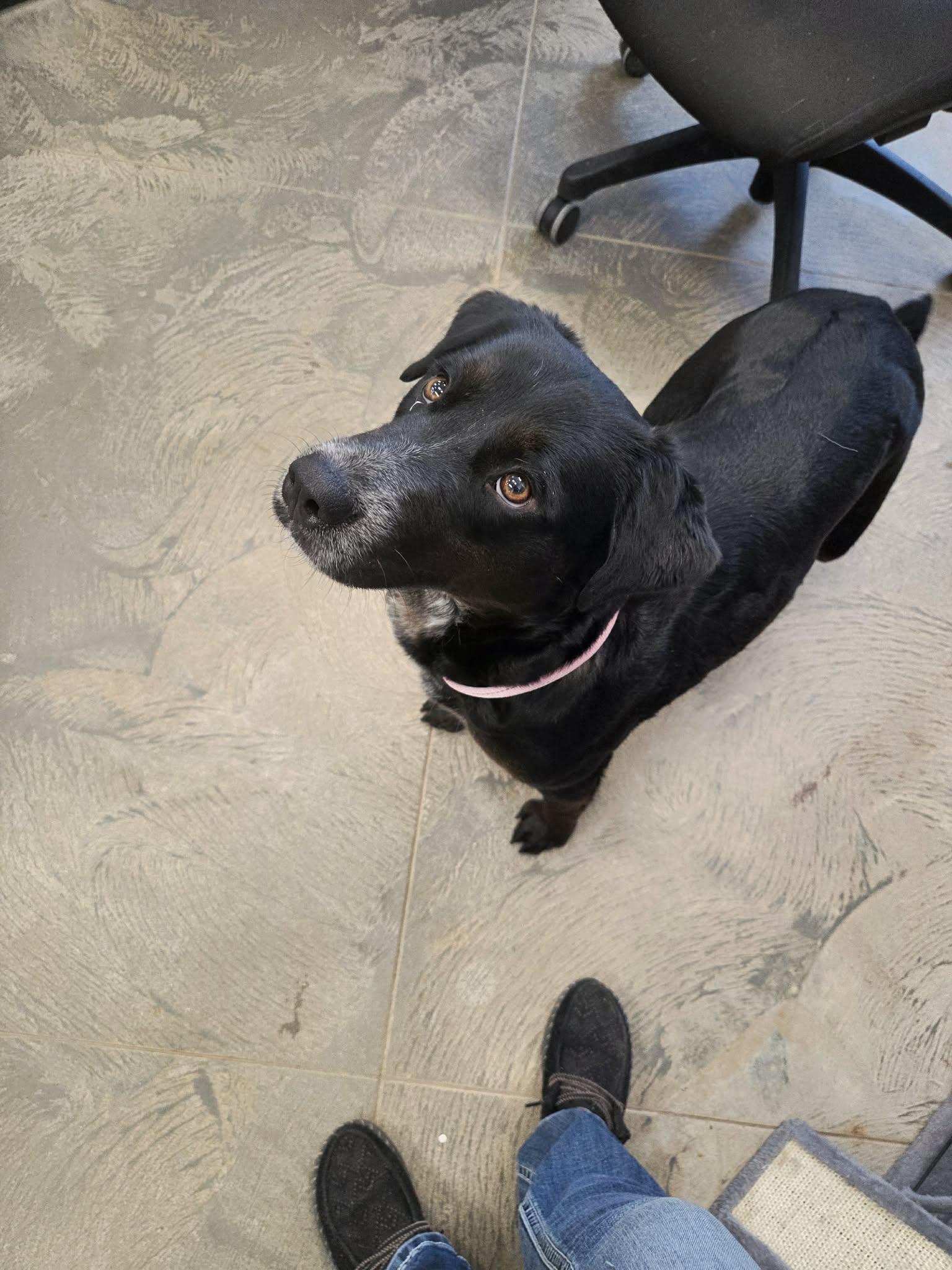 Sally, a ADOPTABLE mixed breed in Roosevelt, UT image 2/3