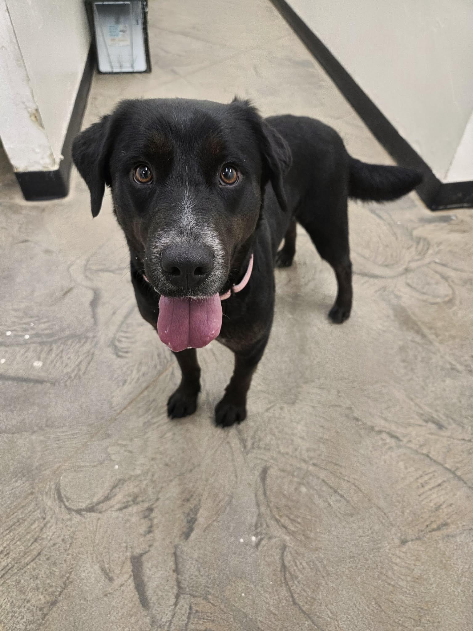 Sally, a ADOPTABLE mixed breed in Roosevelt, UT image 3/3