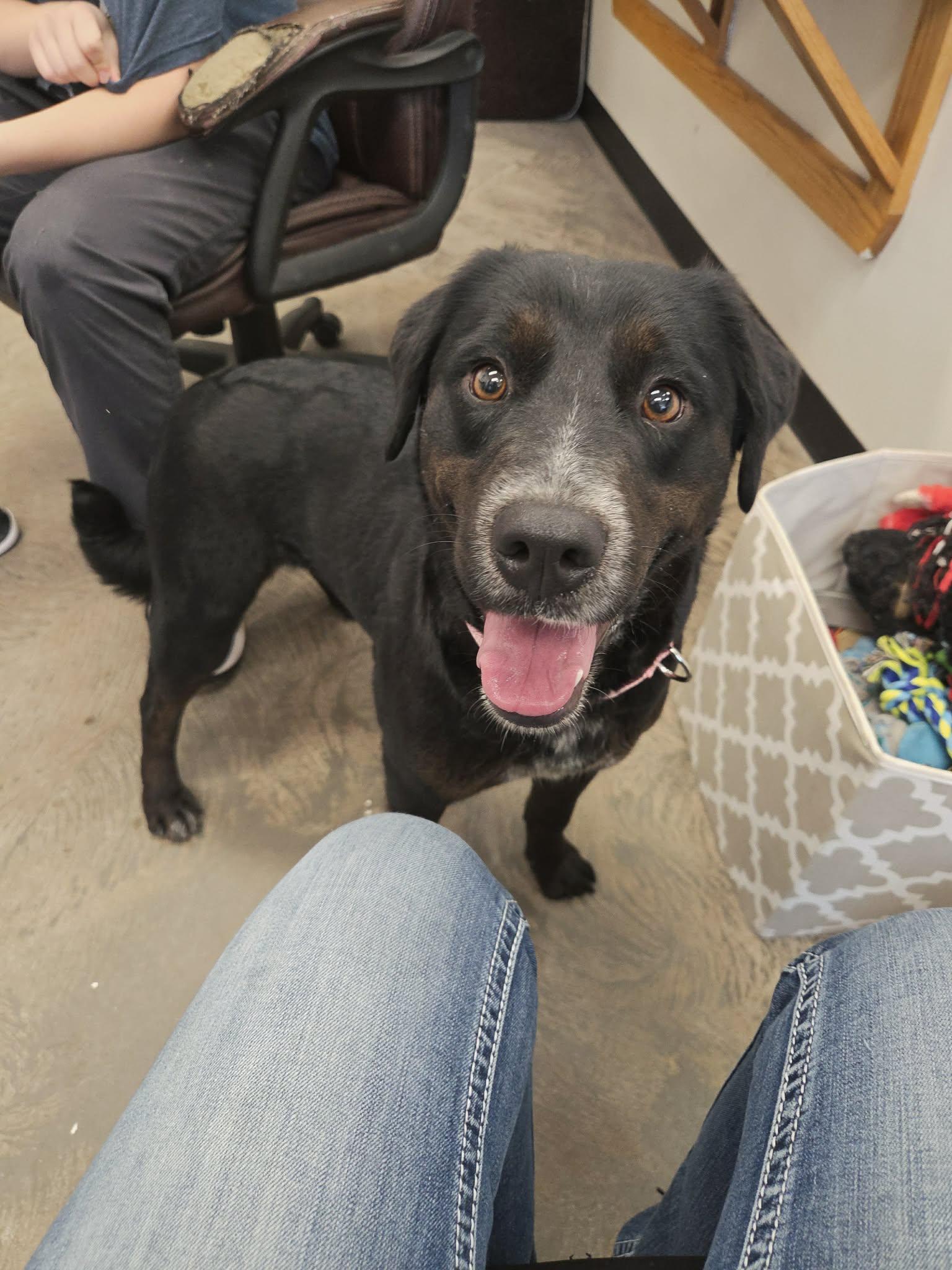 Sally, a ADOPTABLE mixed breed in Roosevelt, UT image 1/3