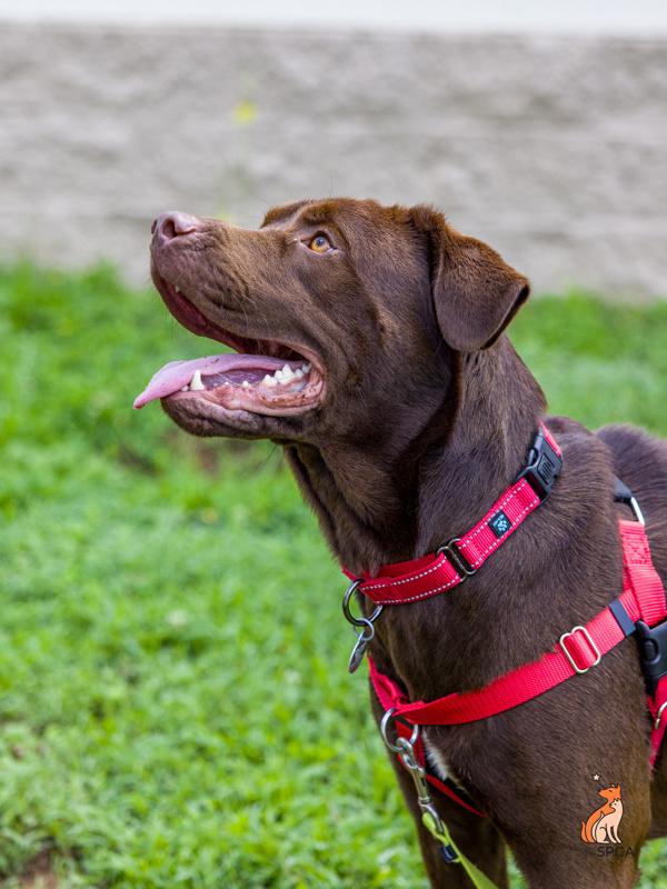 Beamer, Adoptable, Adult Male Labrador Retriever.