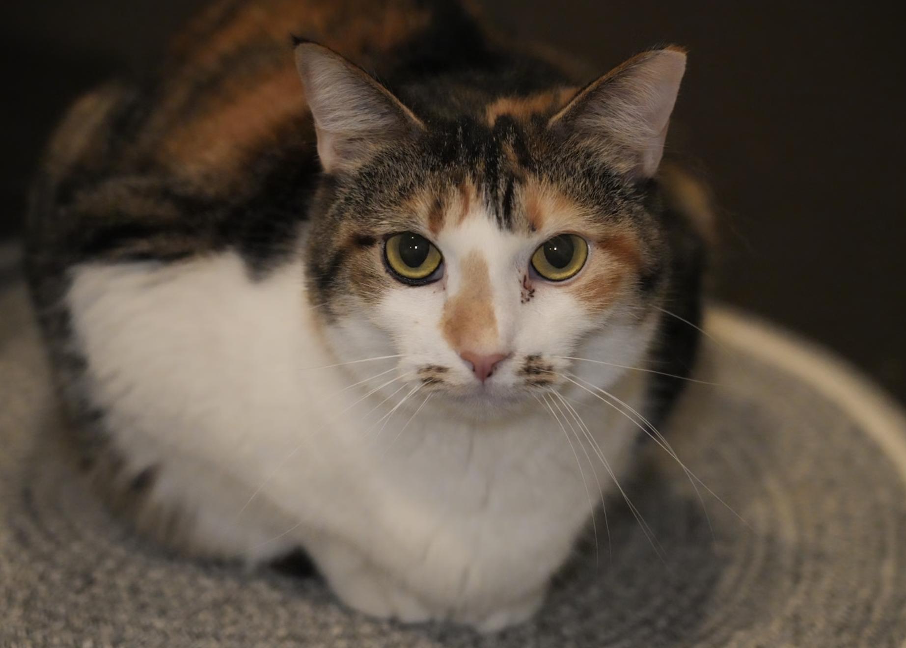 Enlarge Skye, a Adoptable mixed breed in Pinson, AL image 2/4