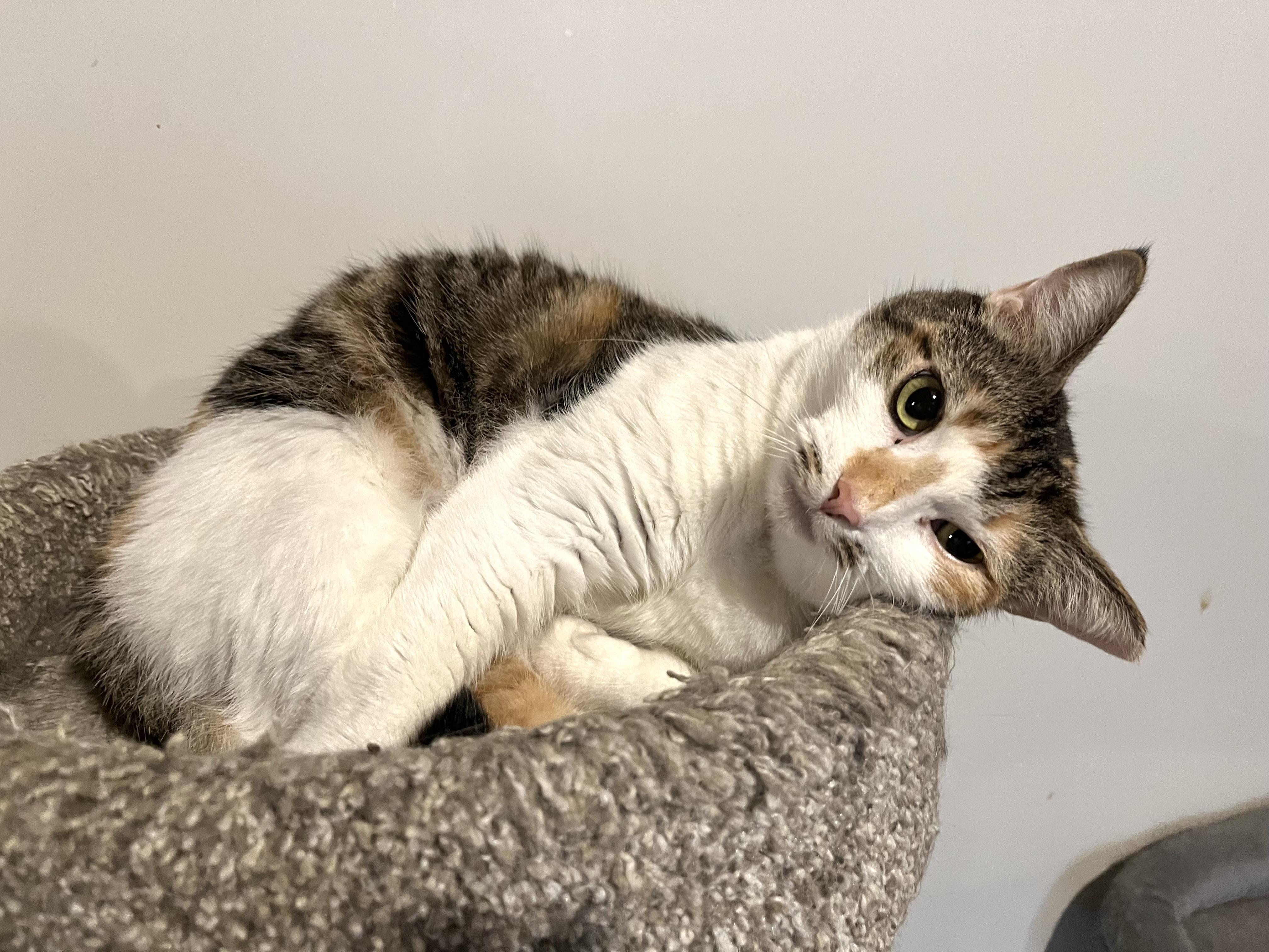 Enlarge Skye, a Adoptable mixed breed in Pinson, AL image 3/4