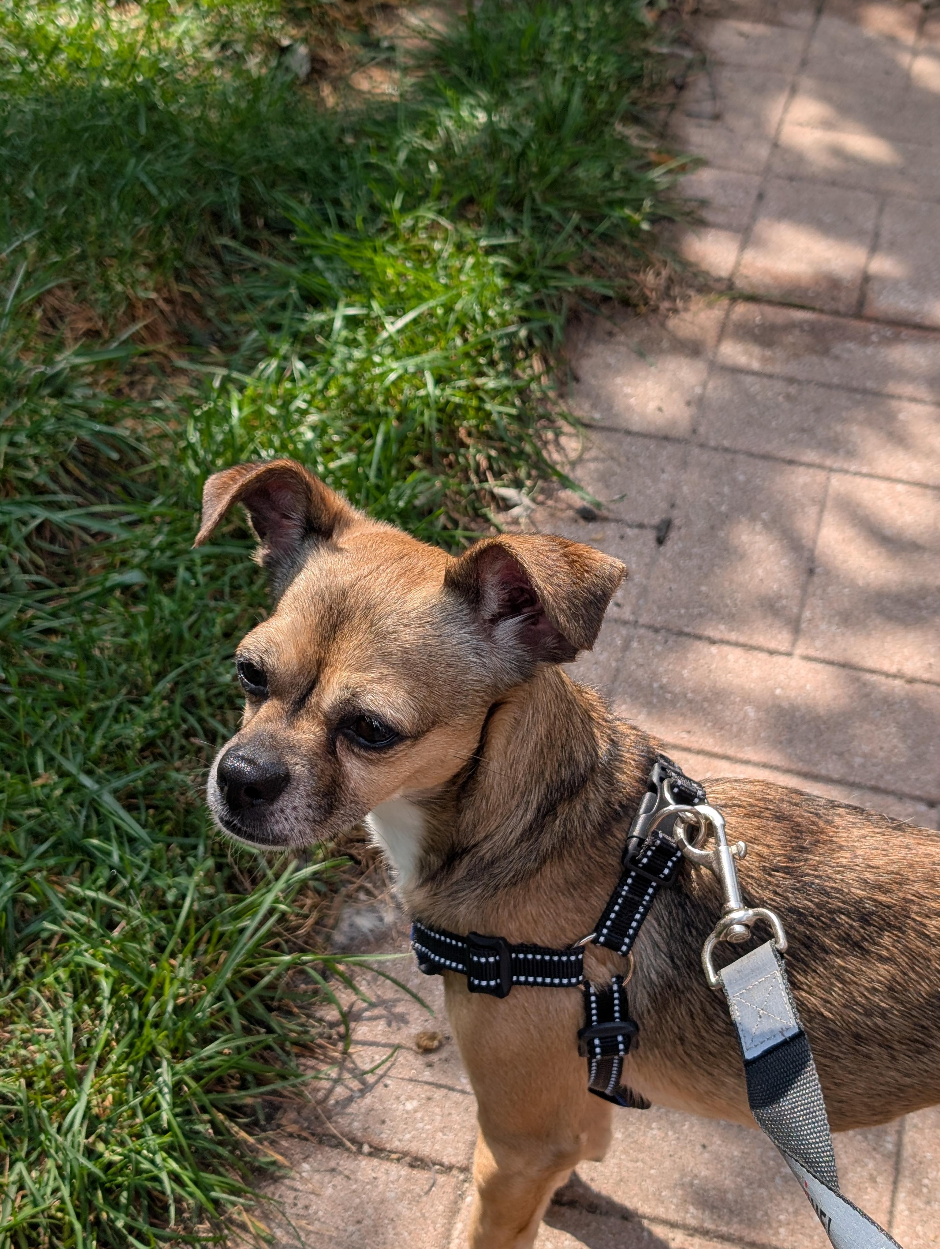 Hanson, adopted, Adult Male Pug & Chihuahua.