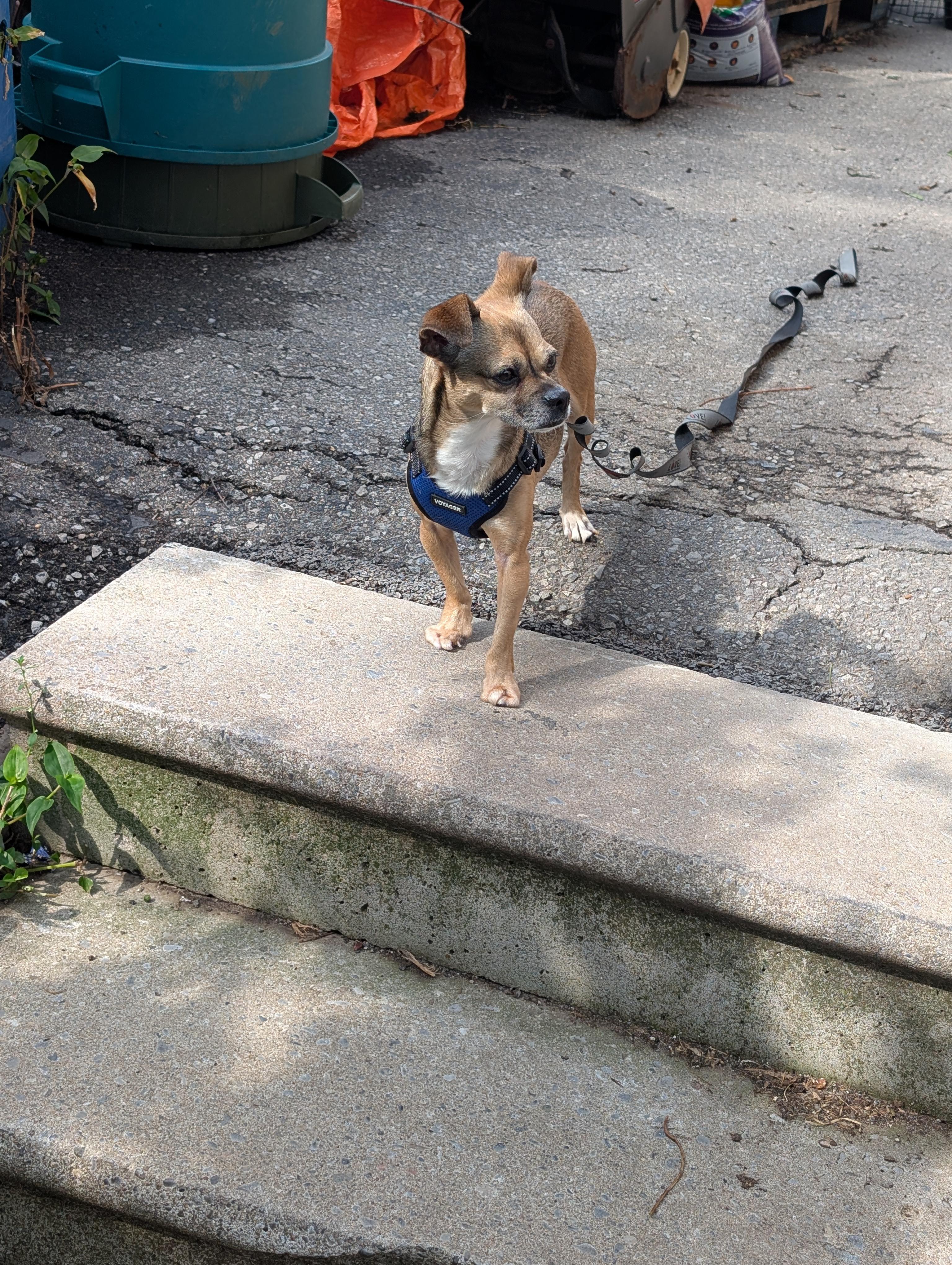 Enlarge Hanson, an adopted mixed breed in Mississauga, ON image 2/4