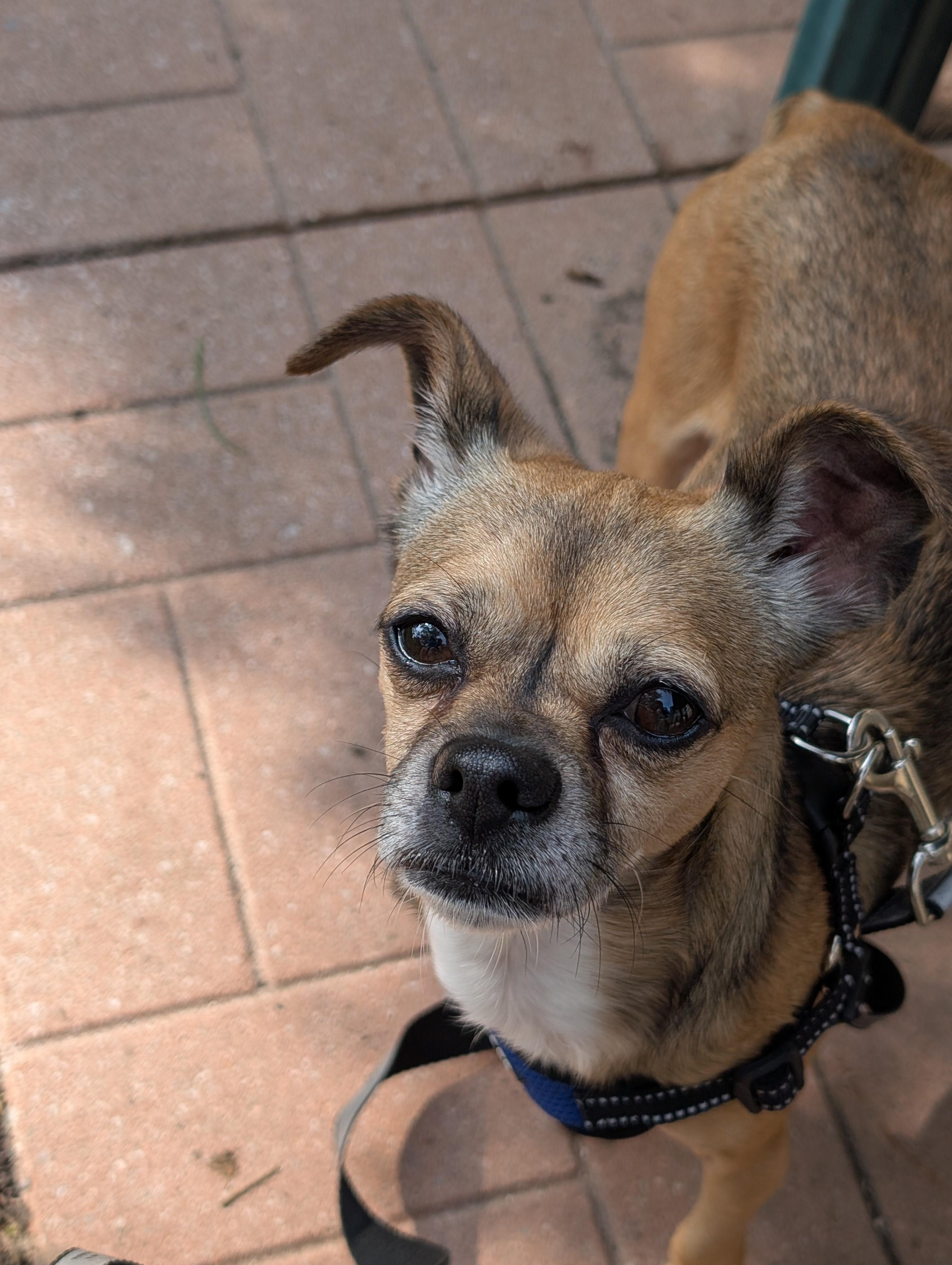 Enlarge Hanson, an adopted mixed breed in Mississauga, ON image 3/4