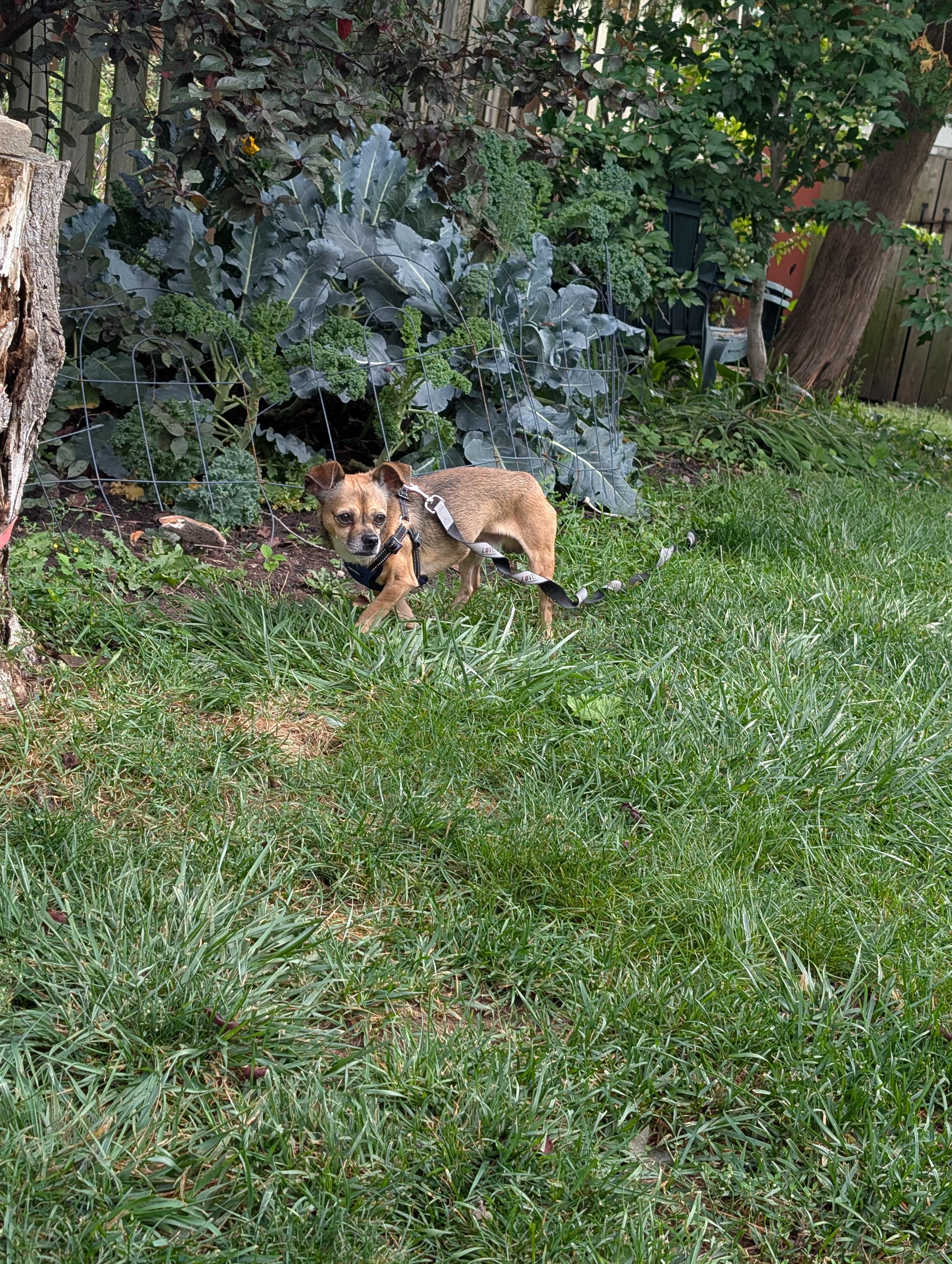 Enlarge Hanson, an adopted mixed breed in Mississauga, ON image 4/4