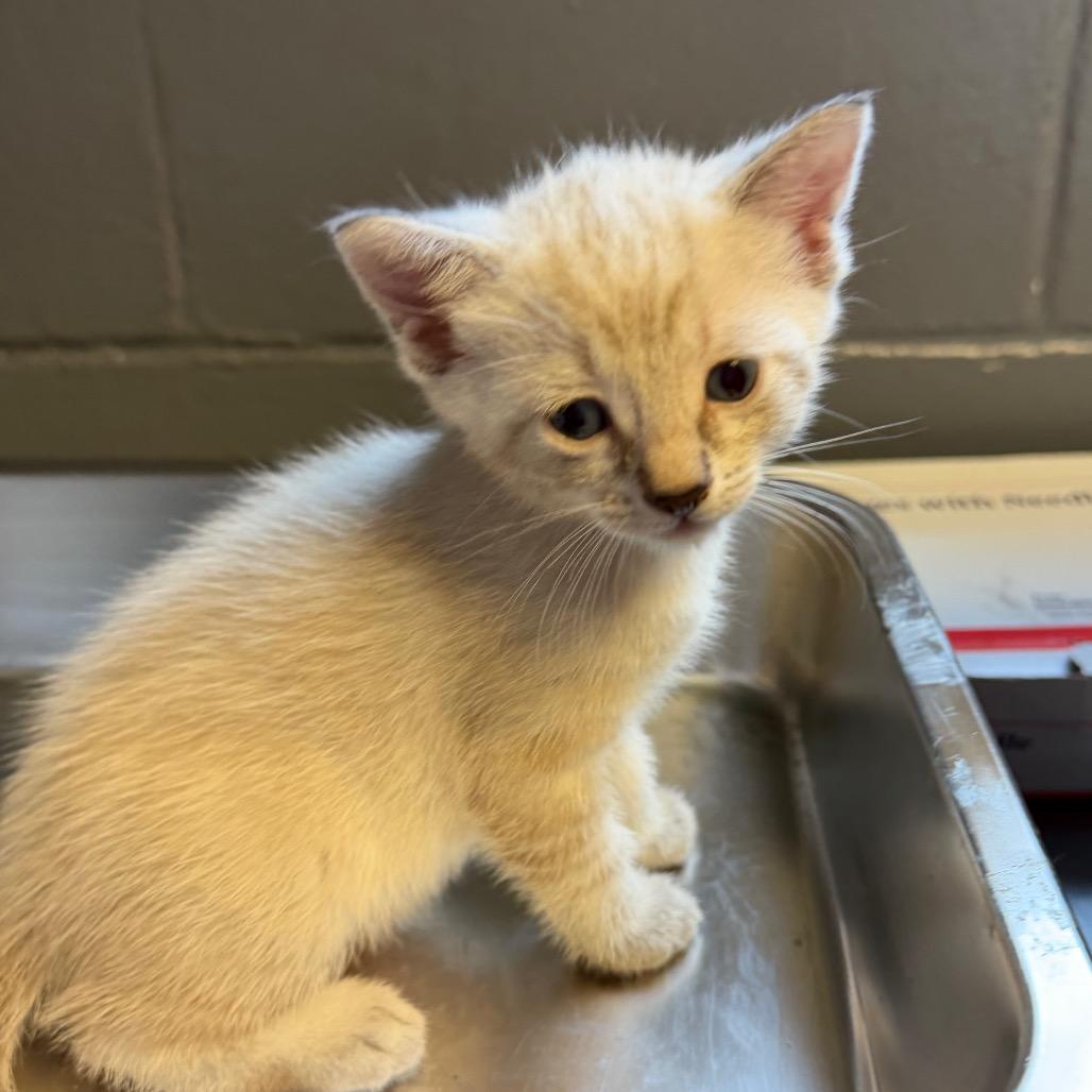 Levi, Adoptable, Kitten Male Domestic Short Hair.