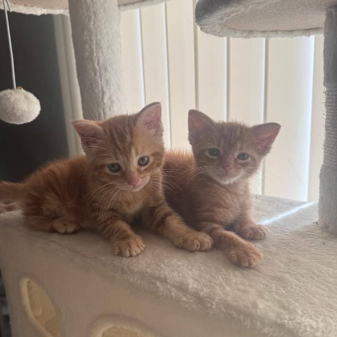 Enlarge Blaze ~ Adopted 4/11/26, an adopted Tabby in Livonia, MI image 1/4