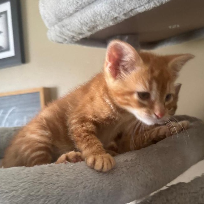 Enlarge Blaze ~ Adopted 4/11/26, an adopted Tabby in Livonia, MI image 3/4