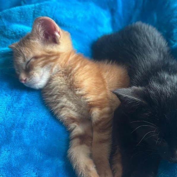 Enlarge Blaze ~ Adopted 4/11/26, an adopted Tabby in Livonia, MI image 2/4