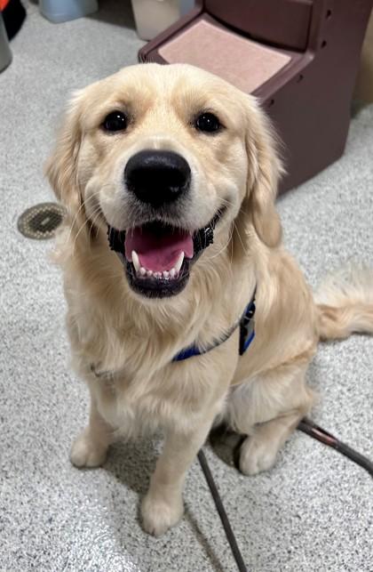 Enlarge Coop, an adopted Golden Retriever in Downers Grove, IL image 2/2