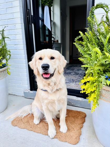Coop, adopted, Adult Male Golden Retriever.