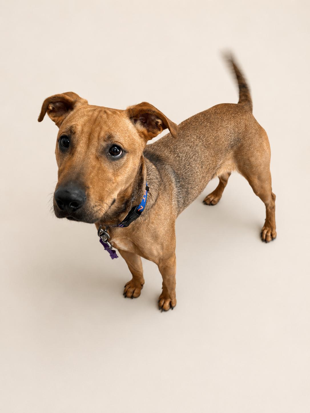 Enlarge Alta, a ADOPTABLE Mixed Breed in Rock Springs, WY image 1/1