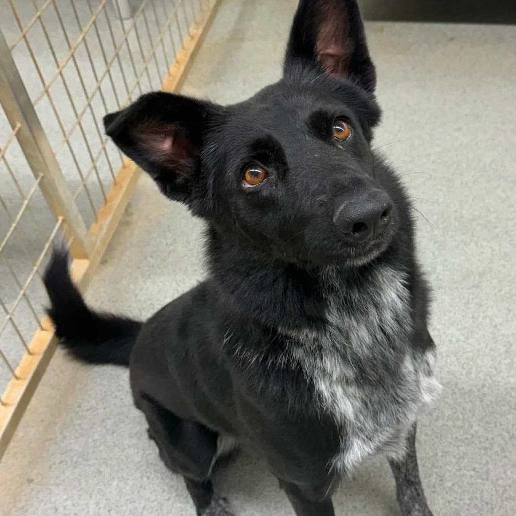 Boots, Adoptable, Adult Male Border Collie & Australian Cattle Dog / Blue Heeler.