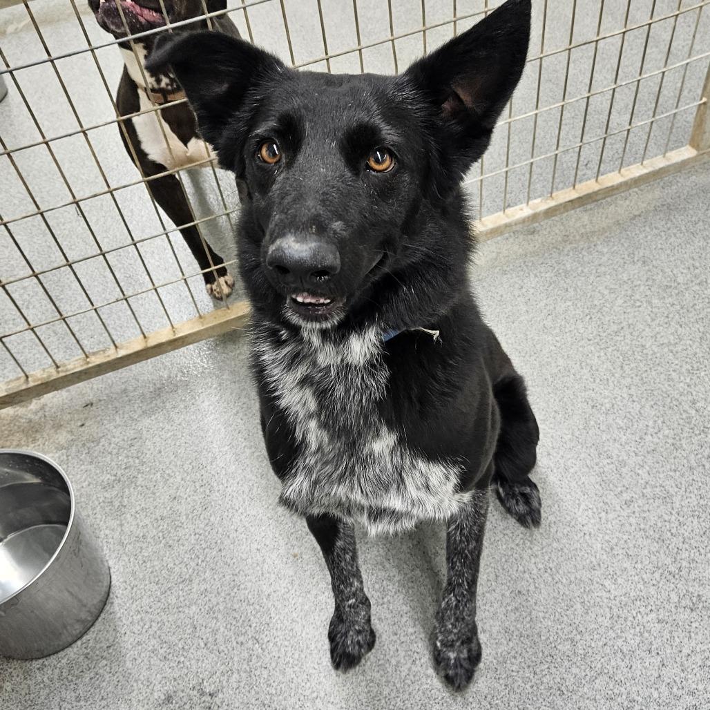 Boots, Adoptable, Adult Male Border Collie & Australian Cattle Dog / Blue Heeler.