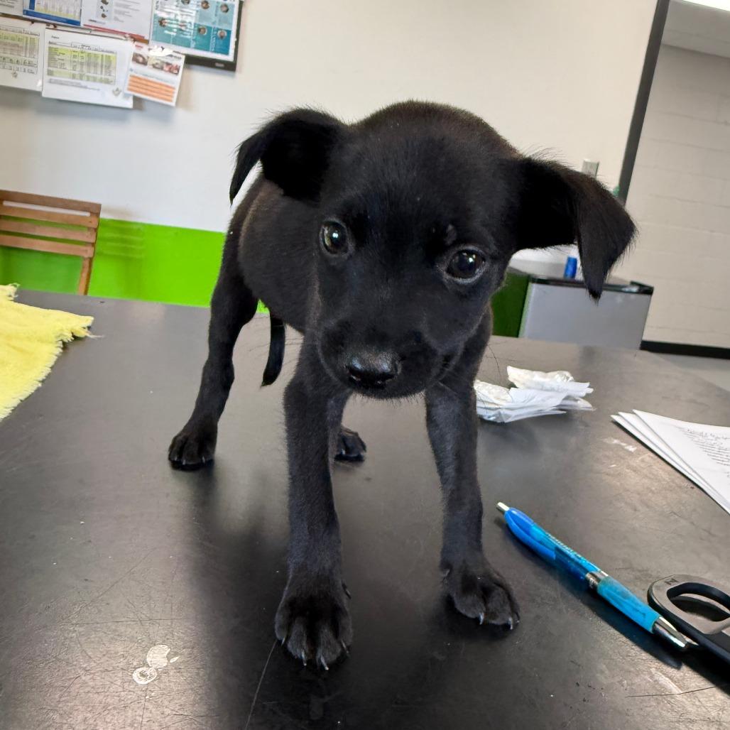 Alice, Adoptable, Puppy Female Mixed Breed.