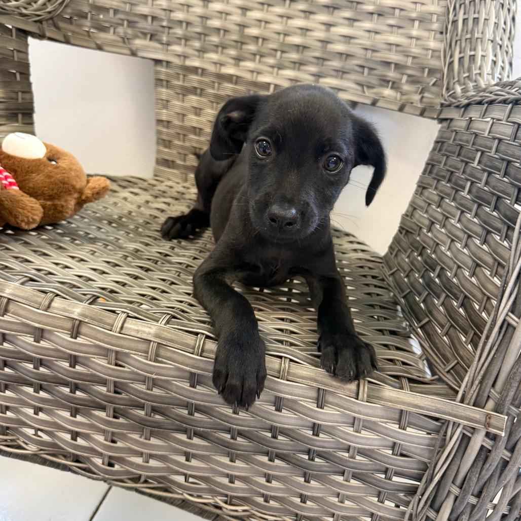 Alice, a Adoptable Mixed Breed in Ponca City, OK image 2/2