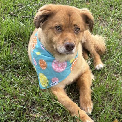 Bozo, Adoptable, Adult Male Mixed Breed & Mixed Breed.