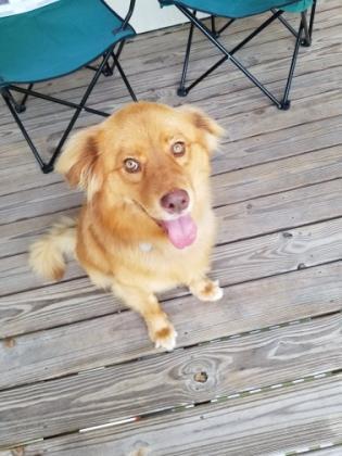 Bozo, a Adoptable Mixed Breed in Savannah, GA image 2/3