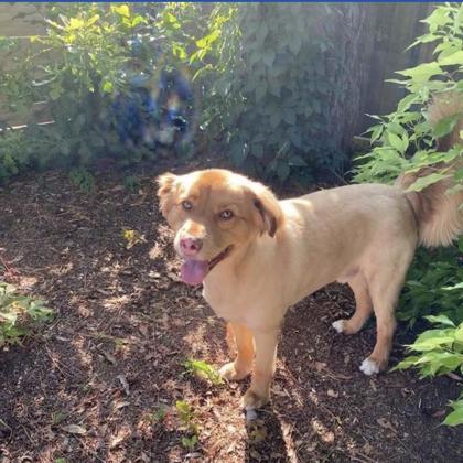 Bozo, a Adoptable Mixed Breed in Savannah, GA image 3/3